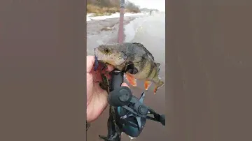 ПОЙМАЛ ОКУНЯ НА ОТВОДНОЙ. КАСТИНГ. Рыбалка на Волге. Нет воды... Спиннинг не нужен.
